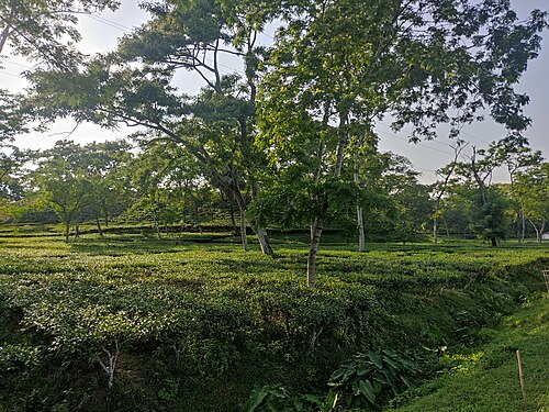 চাঁদপুর বেলগাঁও চা বাগান, চট্টগ্রাম