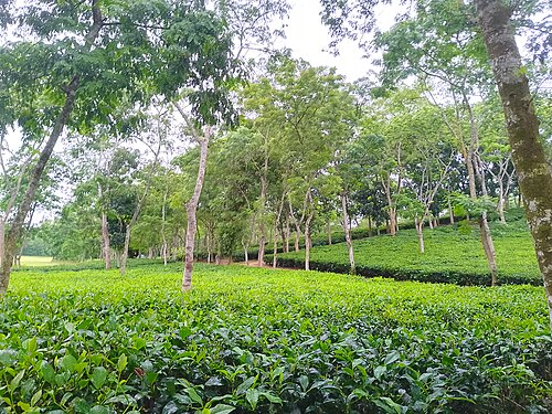 কোদালা চা বাগান, চট্টগ্রাম