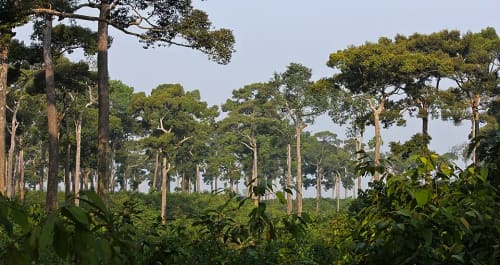 মেধাকচ্ছপিয়া জাতীয় উদ্যান, কক্সবাজার