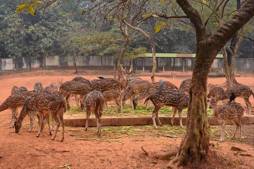 বাংলাদেশ জাতীয় চিড়িয়াখানা, ঢাকা