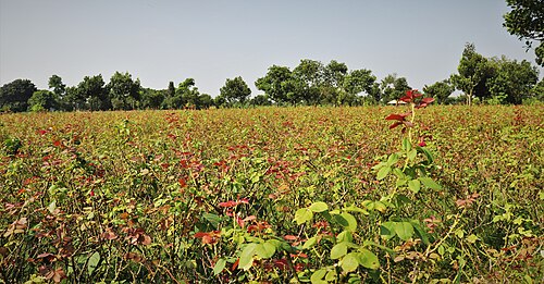 গোলাপ গ্রাম, সাদুল্লাপুর, ঢাকা