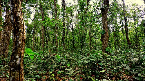 সিংড়া জাতীয় উদ্যান, দিনাজপুর