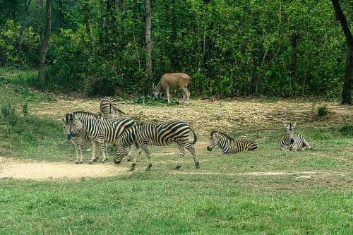 গাজীপুর সাফারি পার্ক, গাজীপুর