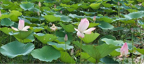 বলাকইড় পদ্মবিল, গোপালগঞ্জ
