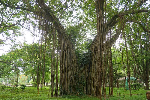 শতবর্ষী বটগাছ, খাগড়াছড়ি