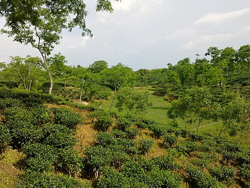 রামগড় চা বাগান, খাগড়াছড়ি
