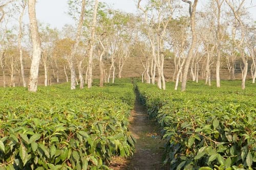 শ্রীমঙ্গল চা বাগান, মৌলভীবাজার