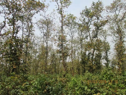কাদিগড় জাতীয় উদ্যান, ময়মনসিংহ