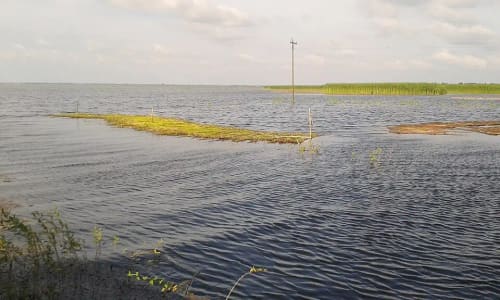 হালতি বিল, নাটোর