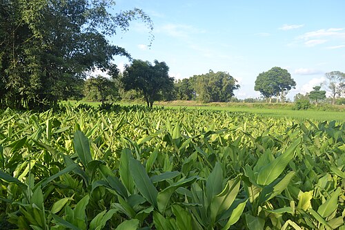 ধর্মপালের গড়, নীলফামারী