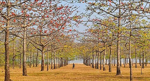 শিমুল বাগান, সুনামগঞ্জ