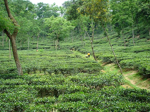 হারং হুরং, সিলেট