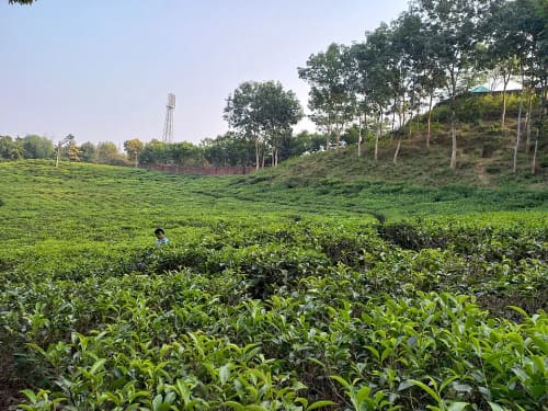 লাক্কাতুরা চা বাগান, সিলেট