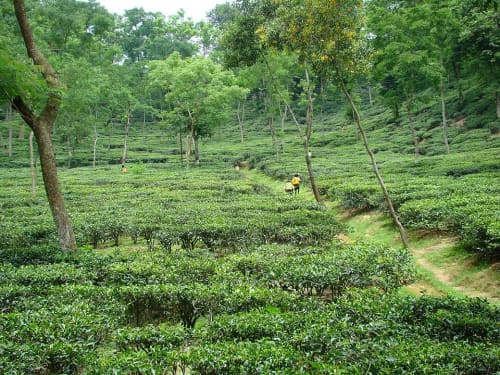 মালনীছড়া চা বাগান, সিলেট