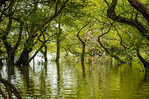 রাতারগুল জলাবন, সিলেট