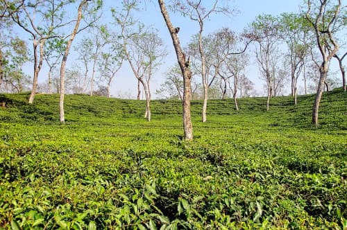 শ্রীপুর, সিলেট