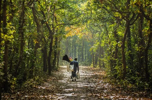 মধুপুর জাতীয় উদ্যান, টাঙ্গাইল